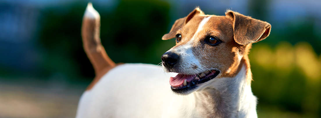 ¿Puedo poner a mi perro beneficiario del plan de pensiones?