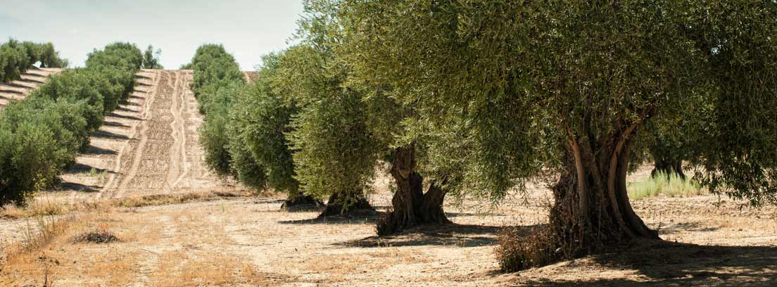 ¿Cuál es el cultivo más rentable en España?