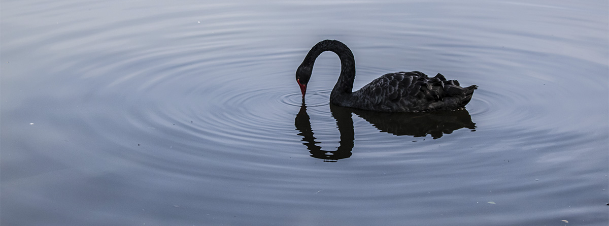 La teoría del cisne negro en el ámbito económico